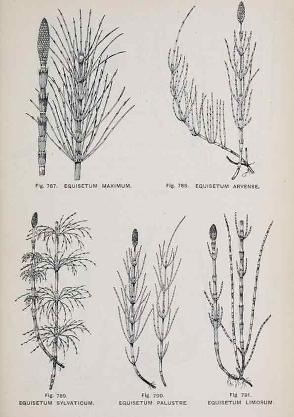 Reproducción/Reproduction 49743625472: The flora of the Liverpool district /. Liverpool :D. Marples & Co.,1902.. 