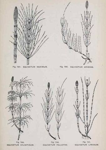 Reproducción/Reproduction 49743625472: The flora of the Liverpool district /. Liverpool :D. Marples & Co.,1902.. 