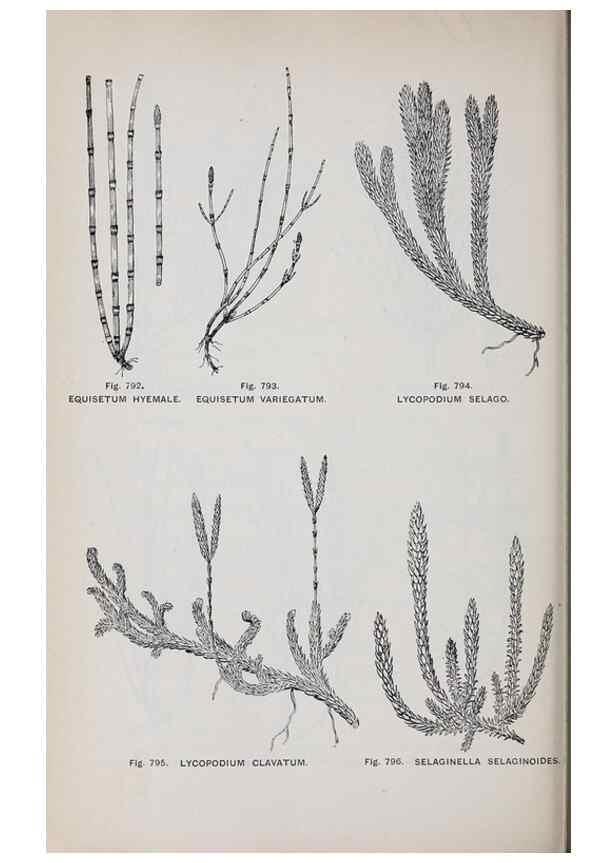 Reproducción/Reproduction 49743305196: The flora of the Liverpool district /. Liverpool :D. Marples & Co.,1902.. 