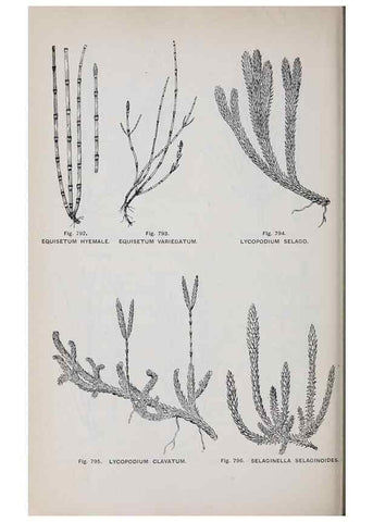 Reproducción/Reproduction 49743305196: The flora of the Liverpool district /. Liverpool :D. Marples & Co.,1902.. 