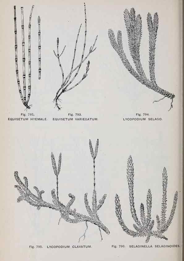 Reproducción/Reproduction 49743305196: The flora of the Liverpool district /. Liverpool :D. Marples & Co.,1902.. 