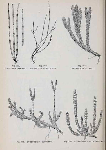 Reproducción/Reproduction 49743305196: The flora of the Liverpool district /. Liverpool :D. Marples & Co.,1902.. 
