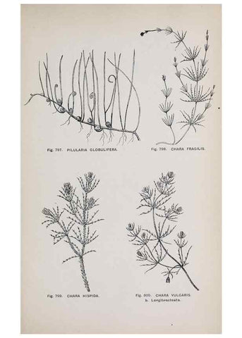 Reproducción/Reproduction 49743305511: The flora of the Liverpool district /. Liverpool :D. Marples & Co.,1902.. 