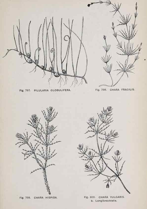 Reproducción/Reproduction 49743305511: The flora of the Liverpool district /. Liverpool :D. Marples & Co.,1902.. 