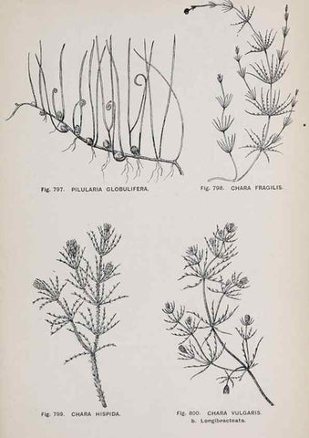 Reproducción/Reproduction 49743305511: The flora of the Liverpool district /. Liverpool :D. Marples & Co.,1902.. 