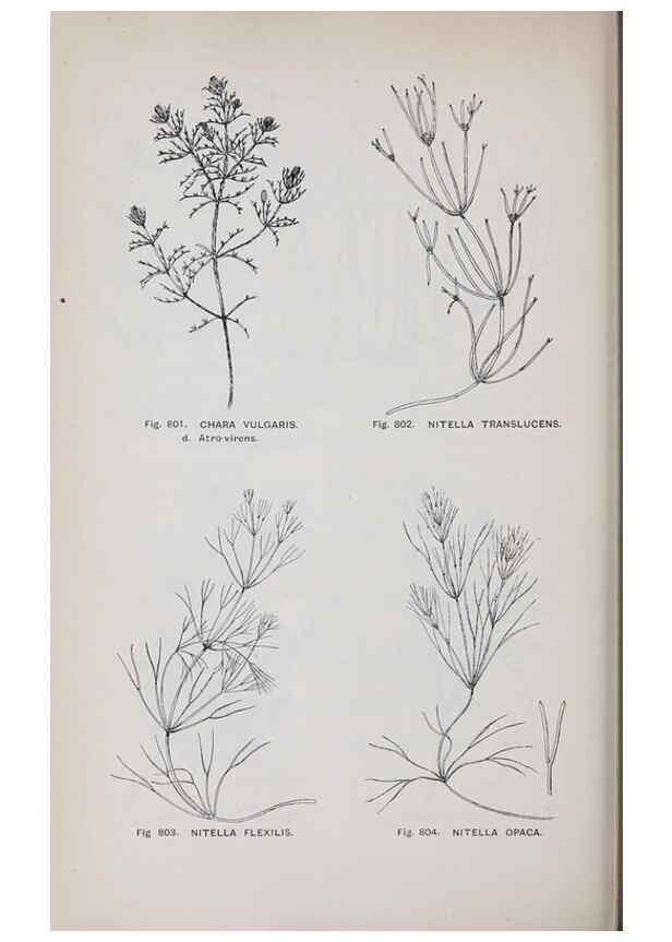 Reproducción/Reproduction 49743305776: The flora of the Liverpool district /. Liverpool :D. Marples & Co.,1902.. 