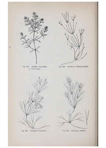 Reproducción/Reproduction 49743305776: The flora of the Liverpool district /. Liverpool :D. Marples & Co.,1902.. 