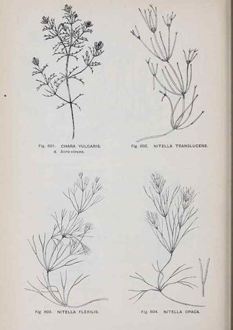 Reproducción/Reproduction 49743305776: The flora of the Liverpool district /. Liverpool :D. Marples & Co.,1902.. 
