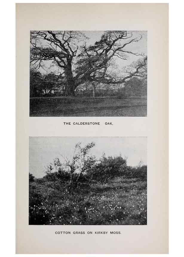 Reproducción/Reproduction 49742756508: The flora of the Liverpool district /. Liverpool :D. Marples & Co.,1902.. 