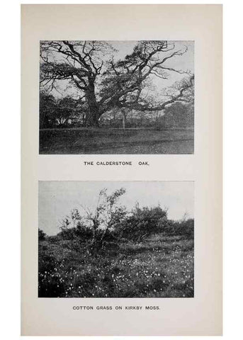 Reproducción/Reproduction 49742756508: The flora of the Liverpool district /. Liverpool :D. Marples & Co.,1902.. 