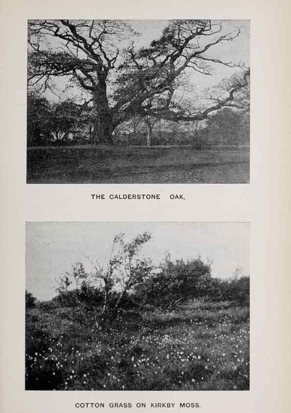 Reproducción/Reproduction 49742756508: The flora of the Liverpool district /. Liverpool :D. Marples & Co.,1902.. 