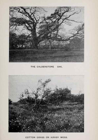 Reproducción/Reproduction 49742756508: The flora of the Liverpool district /. Liverpool :D. Marples & Co.,1902.. 