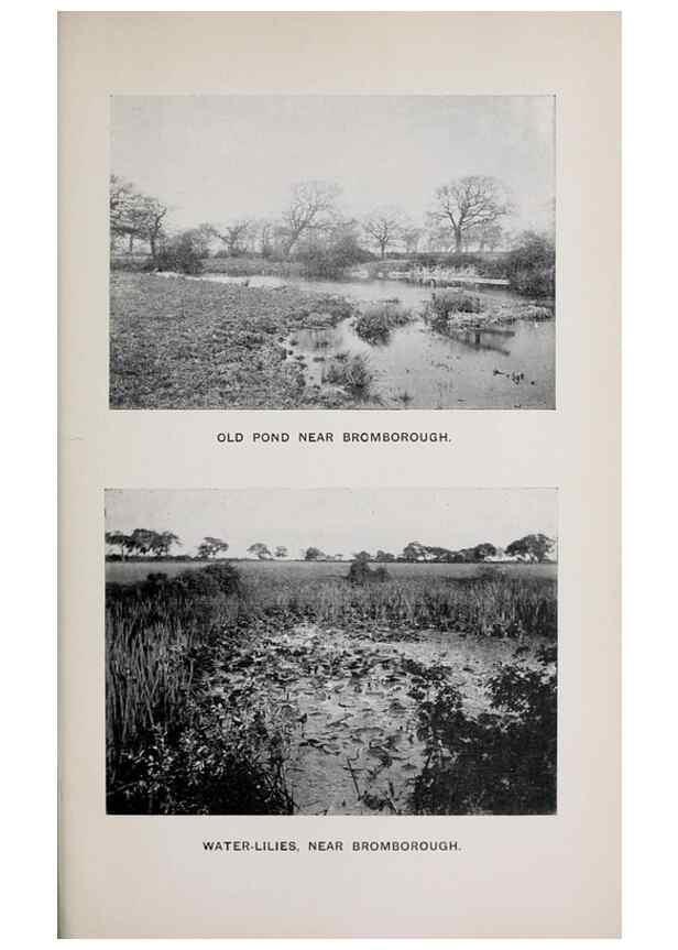 Reproducción/Reproduction 49742758163: The flora of the Liverpool district /. Liverpool :D. Marples & Co.,1902.. 