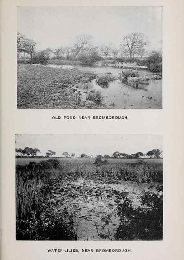 Reproducción/Reproduction 49742758163: The flora of the Liverpool district /. Liverpool :D. Marples & Co.,1902.. 