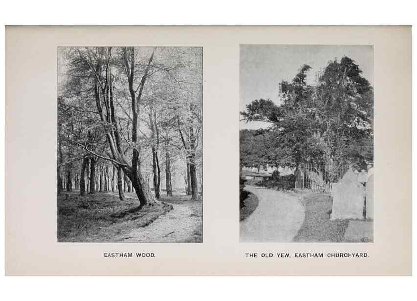 Reproducción/Reproduction 49743308671: The flora of the Liverpool district /. Liverpool :D. Marples & Co.,1902.. 