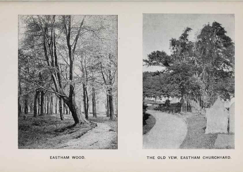 Reproducción/Reproduction 49743308671: The flora of the Liverpool district /. Liverpool :D. Marples & Co.,1902.. 