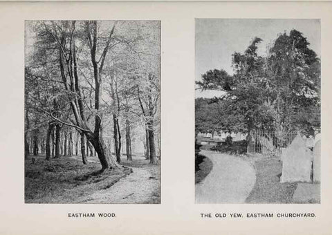 Reproducción/Reproduction 49743308671: The flora of the Liverpool district /. Liverpool :D. Marples & Co.,1902.. 