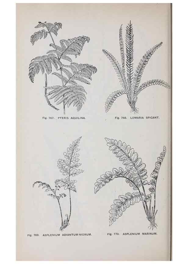 Reproducción/Reproduction 49742753668: The flora of the Liverpool district /. Liverpool :D. Marples & Co.,1902.. 