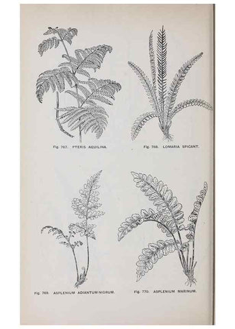 Reproducción/Reproduction 49742753668: The flora of the Liverpool district /. Liverpool :D. Marples & Co.,1902.. 