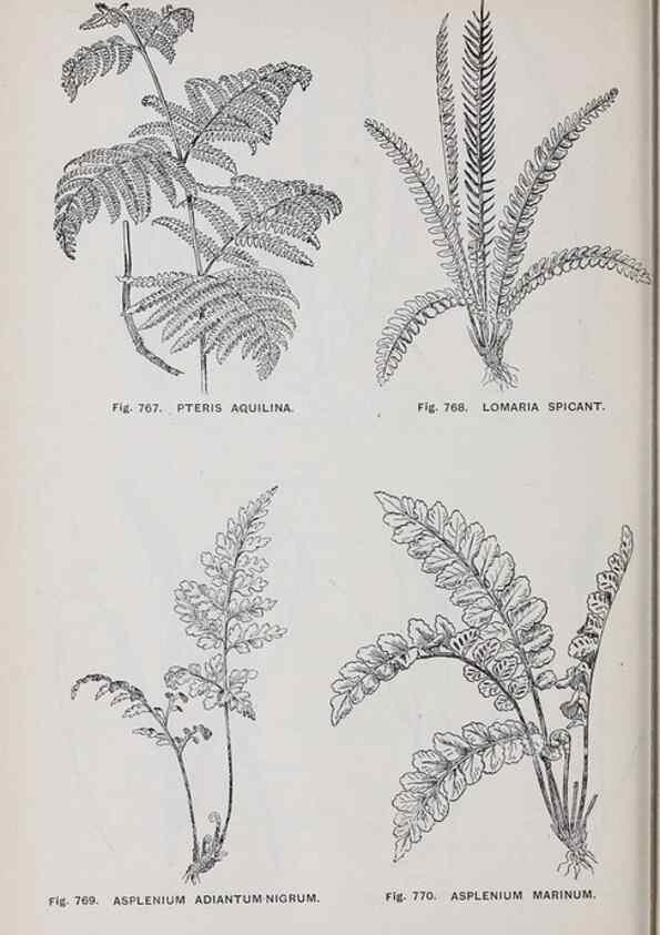 Reproducción/Reproduction 49742753668: The flora of the Liverpool district /. Liverpool :D. Marples & Co.,1902.. 