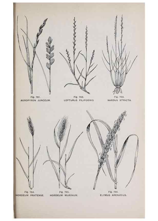 Reproducción/Reproduction 49742753413: The flora of the Liverpool district /. Liverpool :D. Marples & Co.,1902.. 