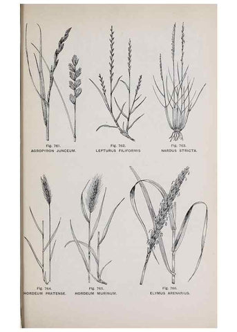 Reproducción/Reproduction 49742753413: The flora of the Liverpool district /. Liverpool :D. Marples & Co.,1902.. 