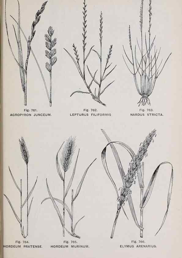 Reproducción/Reproduction 49742753413: The flora of the Liverpool district /. Liverpool :D. Marples & Co.,1902.. 