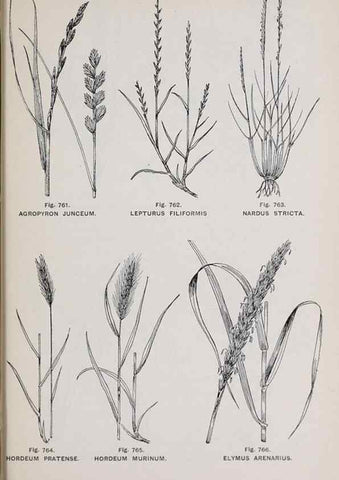Reproducción/Reproduction 49742753413: The flora of the Liverpool district /. Liverpool :D. Marples & Co.,1902.. 