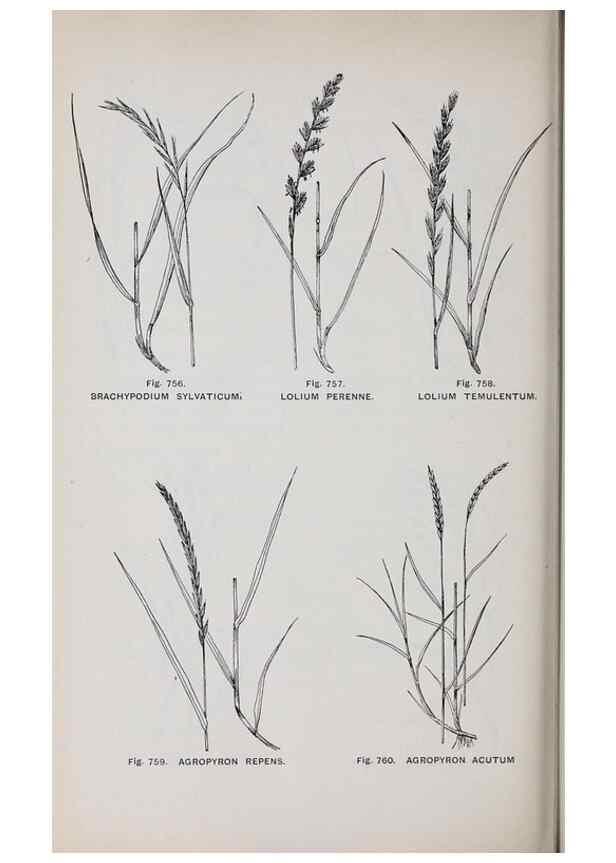 Reproducción/Reproduction 49742753183: The flora of the Liverpool district /. Liverpool :D. Marples & Co.,1902.. 