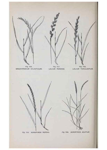 Reproducción/Reproduction 49742753183: The flora of the Liverpool district /. Liverpool :D. Marples & Co.,1902.. 
