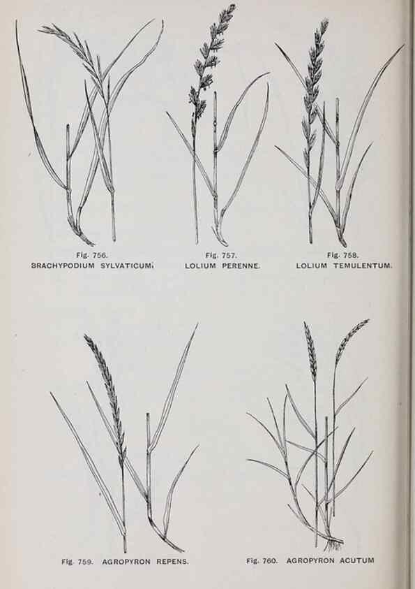 Reproducción/Reproduction 49742753183: The flora of the Liverpool district /. Liverpool :D. Marples & Co.,1902.. 