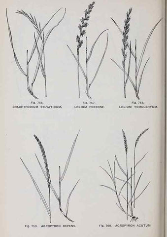 Reproducción/Reproduction 49742753183: The flora of the Liverpool district /. Liverpool :D. Marples & Co.,1902.. 
