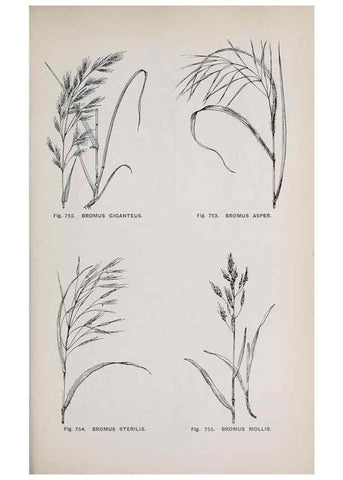 Reproducción/Reproduction 49743623372: The flora of the Liverpool district /. Liverpool :D. Marples & Co.,1902.. 
