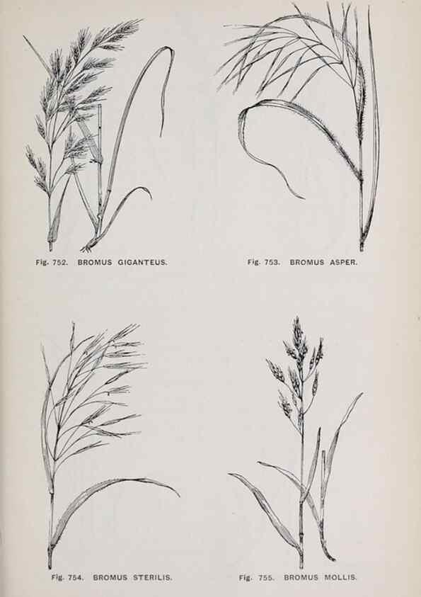 Reproducción/Reproduction 49743623372: The flora of the Liverpool district /. Liverpool :D. Marples & Co.,1902.. 