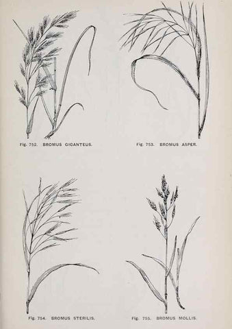 Reproducción/Reproduction 49743623372: The flora of the Liverpool district /. Liverpool :D. Marples & Co.,1902.. 