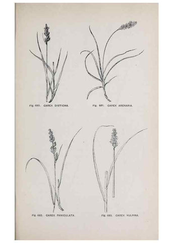 Reproducción/Reproduction 49743298081: The flora of the Liverpool district /. Liverpool :D. Marples & Co.,1902.. 