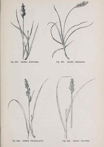 Reproducción/Reproduction 49743298081: The flora of the Liverpool district /. Liverpool :D. Marples & Co.,1902.. 