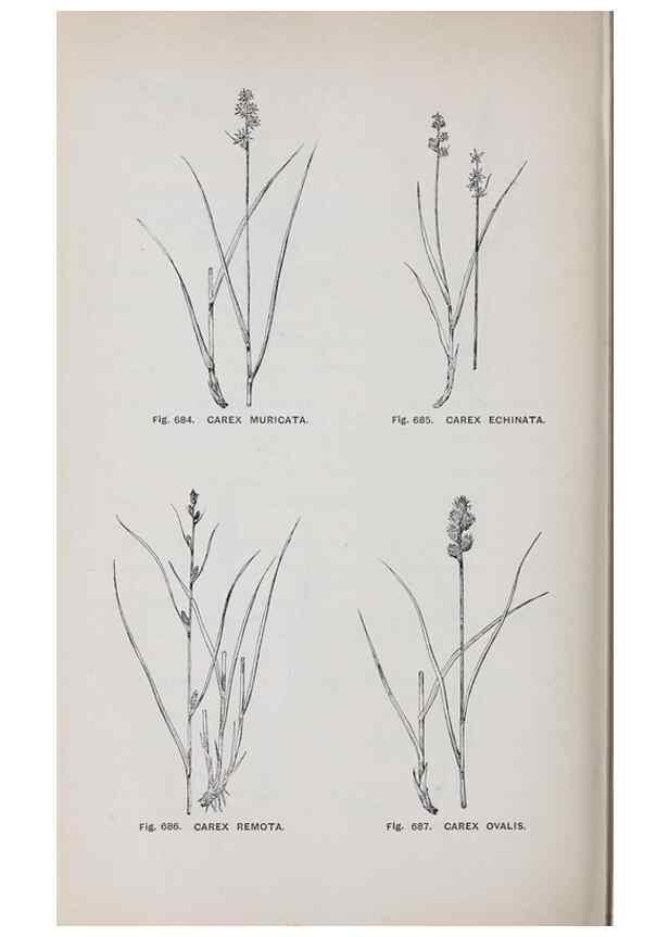 Reproducción/Reproduction 49742748543: The flora of the Liverpool district /. Liverpool :D. Marples & Co.,1902.. 