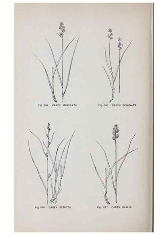 Reproducción/Reproduction 49742748543: The flora of the Liverpool district /. Liverpool :D. Marples & Co.,1902.. 