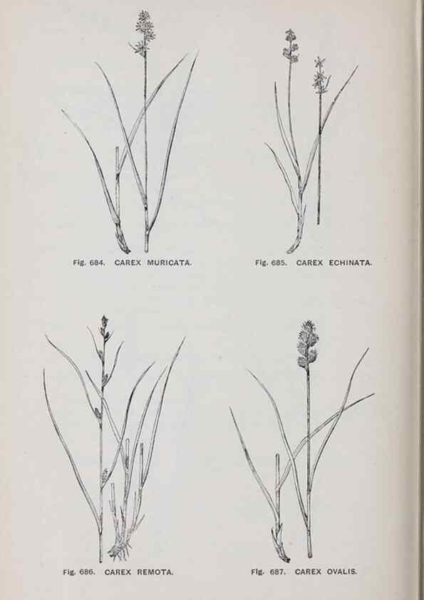 Reproducción/Reproduction 49742748543: The flora of the Liverpool district /. Liverpool :D. Marples & Co.,1902.. 