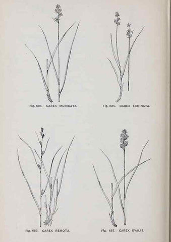 Reproducción/Reproduction 49742748543: The flora of the Liverpool district /. Liverpool :D. Marples & Co.,1902.. 