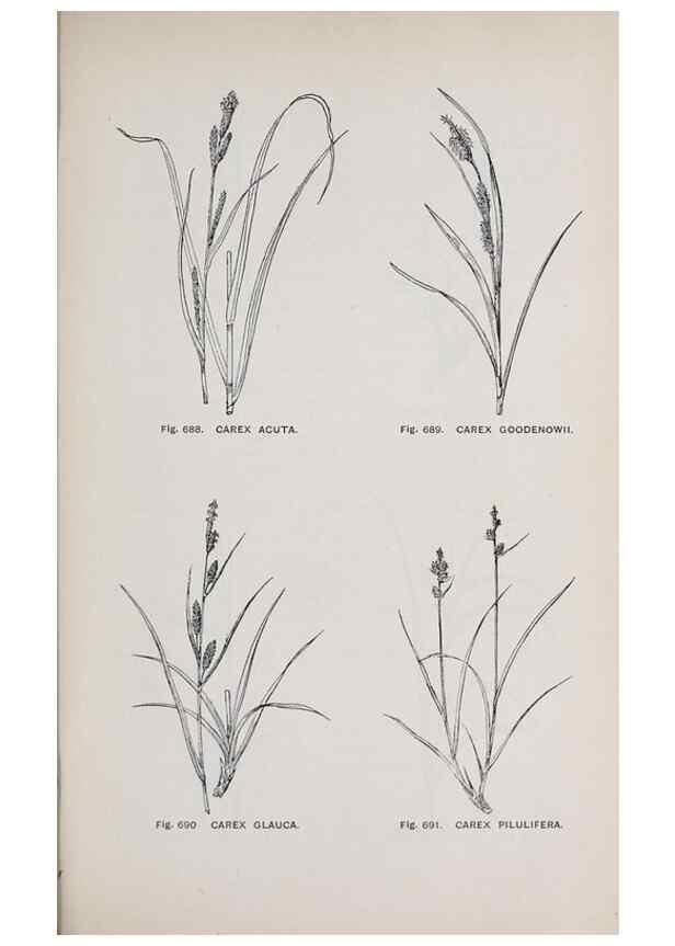 Reproducción/Reproduction 49743619067: The flora of the Liverpool district /. Liverpool :D. Marples & Co.,1902.. 