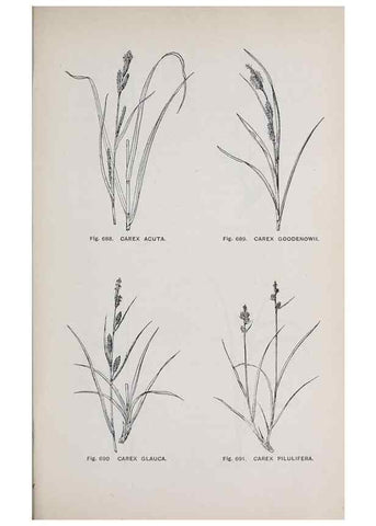 Reproducción/Reproduction 49743619067: The flora of the Liverpool district /. Liverpool :D. Marples & Co.,1902.. 