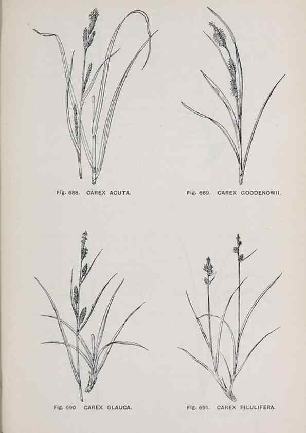 Reproducción/Reproduction 49743619067: The flora of the Liverpool district /. Liverpool :D. Marples & Co.,1902.. 