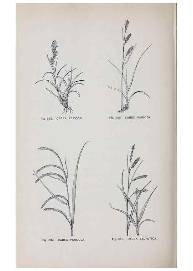 Reproducción/Reproduction 49743298906: The flora of the Liverpool district /. Liverpool :D. Marples & Co.,1902.. 