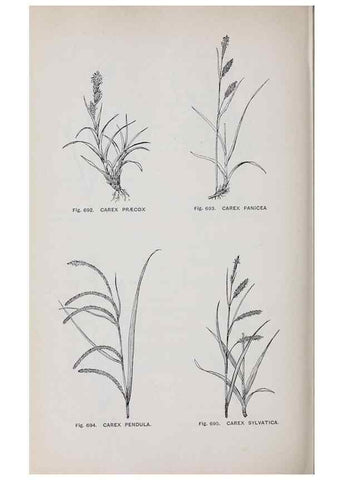 Reproducción/Reproduction 49743298906: The flora of the Liverpool district /. Liverpool :D. Marples & Co.,1902.. 