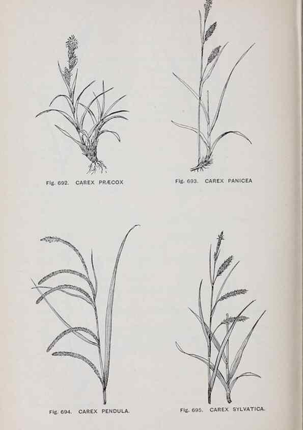 Reproducción/Reproduction 49743298906: The flora of the Liverpool district /. Liverpool :D. Marples & Co.,1902.. 