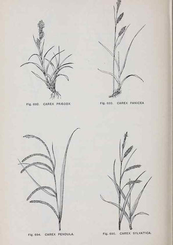 Reproducción/Reproduction 49743298906: The flora of the Liverpool district /. Liverpool :D. Marples & Co.,1902.. 