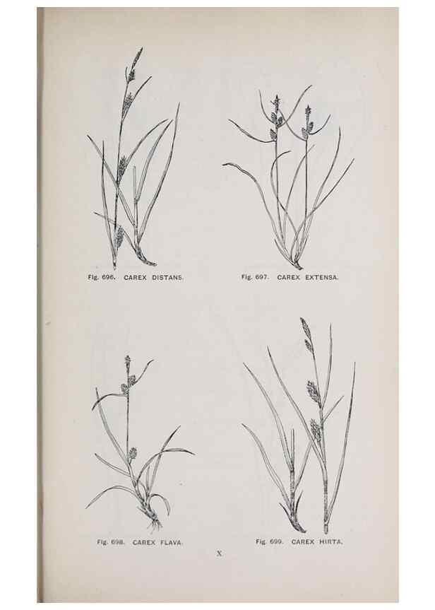 Reproducción/Reproduction 49743299181: The flora of the Liverpool district /. Liverpool :D. Marples & Co.,1902.. 