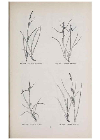Reproducción/Reproduction 49743299181: The flora of the Liverpool district /. Liverpool :D. Marples & Co.,1902.. 